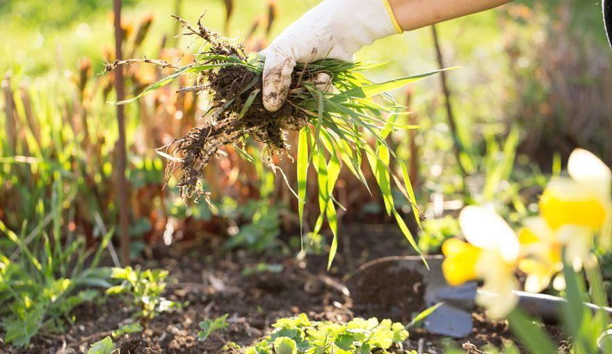 Désherber son jardin et son potager